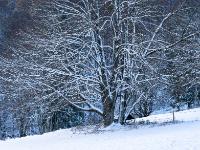 Ausladender, kahler Baum mit Neuschneeauflage